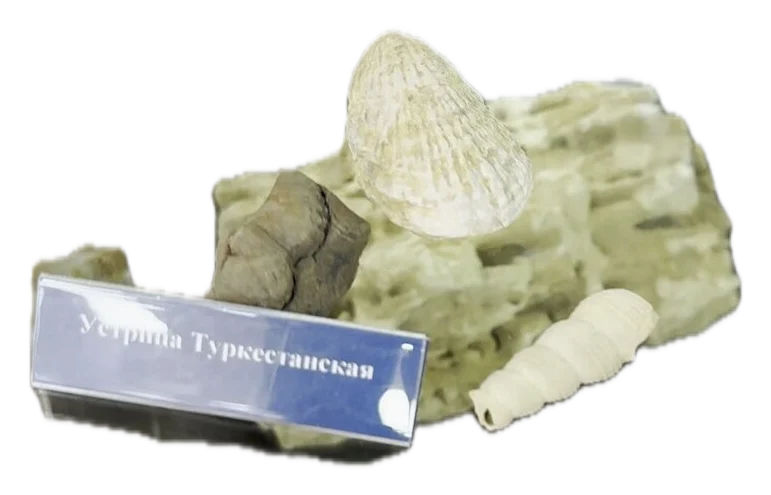 Экспонат, который нужно узнать